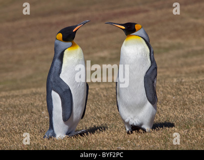 Deux manchots royaux (Aptenodytes patagonicus), l'Île Saunders, les Malouines Banque D'Images