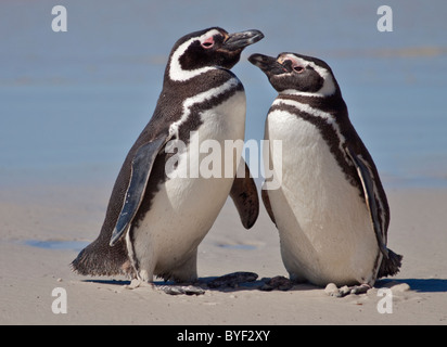 Deux Manchots de Magellan (Spheniscus magellanicus), l'Île Saunders, les Malouines Banque D'Images