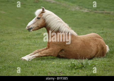 Haflinger steht auf / stand up Banque D'Images