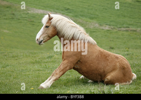 Haflinger steht auf / stand up Banque D'Images