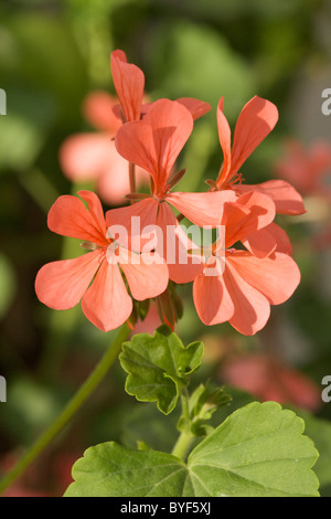 Géranium à Kew gardens (Pélargonium) Banque D'Images