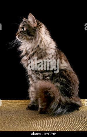 Sibirische Katze / chat sibérien Banque D'Images