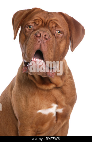 Mastiff français ou Dogue de Bordeaux studio permanent Banque D'Images