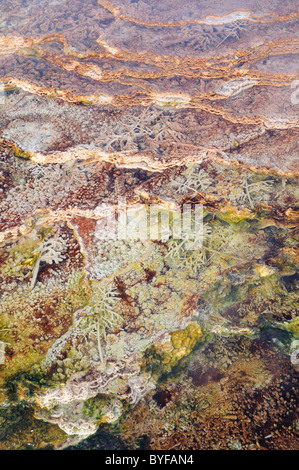 Les dépôts de travertin coloré Hot spring. Mammoth Hot Springs, Parc National de Yellowstone, Wyoming, USA. Banque D'Images