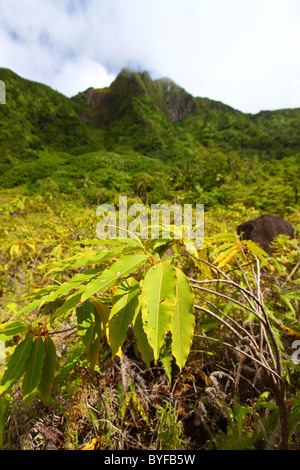 Le mont Liamuiga - Saint Martin Banque D'Images