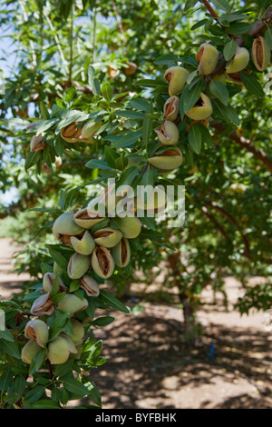 Amandes mûres sur l'arbre, toujours dans les cosses et prêt à être secoué de l'arbre et récoltés / près de Newman, California, USA Banque D'Images