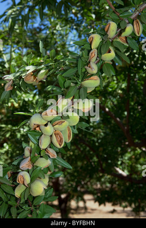 Amandes mûres sur l'arbre, toujours dans les cosses et prêt à être secoué de l'arbre et récoltés / près de Newman, California, USA Banque D'Images