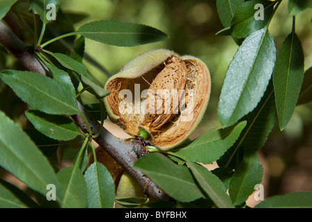 Libre d'une amande à maturité sur l'arbre, toujours dans l'enveloppe et prêt à être secoué de l'arbre et récoltés / Californie, USA. Banque D'Images