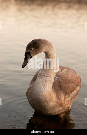 Swan flottant sur l'eau Banque D'Images