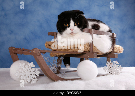 Schottische Faltohrkatze / Scottish Fold Banque D'Images