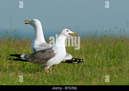 Moindre Goéland marin (Larus fuscus). En plumage d'été adultes appelant debout sur l'herbe avec le goéland argenté (Larus argentatus) Banque D'Images