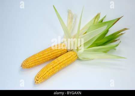 Le maïs, le maïs (Zea mays). Les épis mûrs. Studio photo sur un fond blanc. Banque D'Images