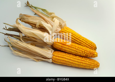 Le maïs, le maïs (Zea mays). Les épis mûrs. Studio photo sur un fond blanc. Banque D'Images