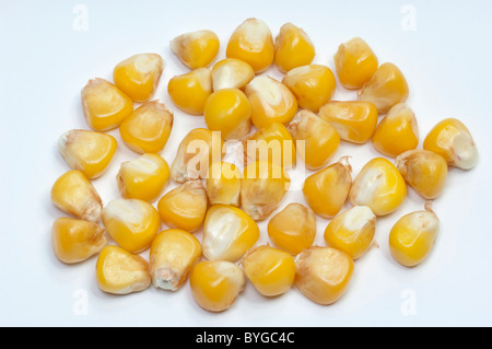 Le maïs, le maïs (Zea mays), amandes, studio photo sur un fond blanc. Banque D'Images