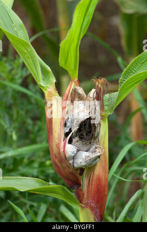 Le maïs, le maïs (Zea mays). La maladie du charbon du maïs causée par l'usine champignon Ustilago maydis. Banque D'Images
