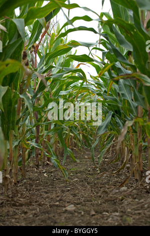 Le maïs, le maïs (Zea mays). Tunnel entre les rangées de plants de maïs sur un champ. Banque D'Images