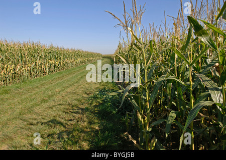 Le maïs, le maïs (Zea mays). La culture extensive du maïs. Banque D'Images