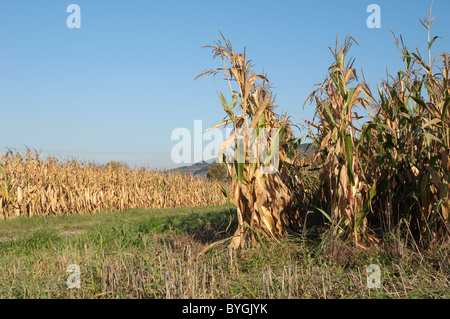 Le maïs, le maïs (Zea mays). La culture extensive du maïs. Banque D'Images