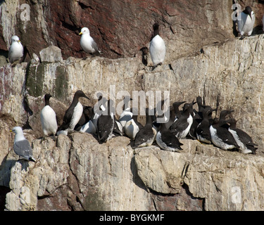 Groupe des guillemots s'asseoir sur un rocher. Guillemot marmette commune ou des guillemots (Uria aalge, Pontoppidan), mer de Barents, la Russie, l'Arctique, l'Europe Banque D'Images