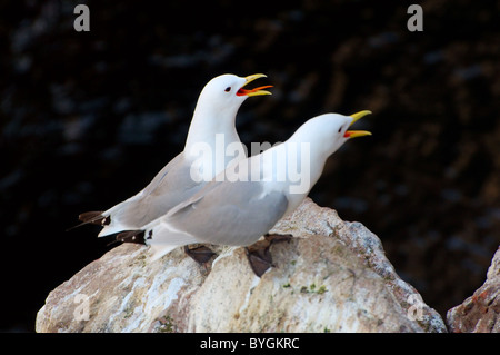 Deux mouettes sont assis sur un rocher avec un bec ouvert sur le fond de la mer. Goéland bourgmestre (Larus hyperboreus) Mer de Barents, l'Arctique russe Banque D'Images