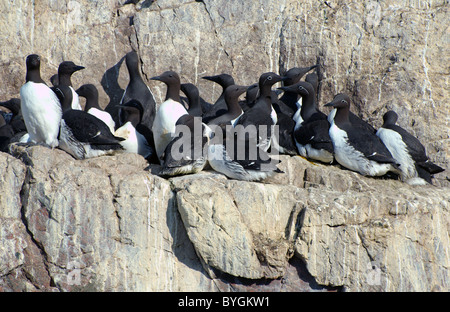 Groupe des guillemots s'asseoir sur un rocher. Guillemot marmette commune ou des guillemots (Uria aalge, Pontoppidan), mer de Barents, la Russie, l'Arctique, l'Europe Banque D'Images