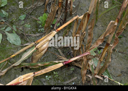 Le maïs, le maïs (Zea mays). Branches rompues en raison des dommages causés par la pyrale du maïs (Ostrinia nubilalis). Banque D'Images