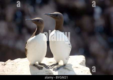 Deux Guillemots s'asseoir sur un rocher. Guillemot marmette commune ou des guillemots (Uria aalge, Pontoppidan), mer de Barents, la Russie, l'Arctique, l'Europe Banque D'Images