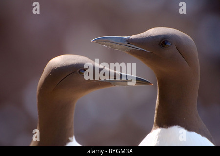 Portraits des deux guillemots. Guillemot marmette commune ou des guillemots (Uria aalge, Pontoppidan), mer de Barents, la Russie, l'Arctique, l'Europe Banque D'Images