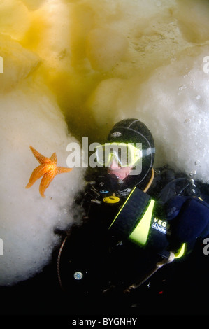 Plongeur et étoile de mer (Asterias rubens rouge) sur la glace dans l'Arctique Banque D'Images