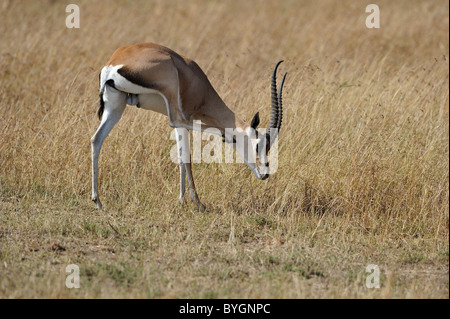 Grant's (Gazella granti - Nanger granti) rayer elle-même - Maasai Mara - Kenya - Afrique de l'Est Banque D'Images