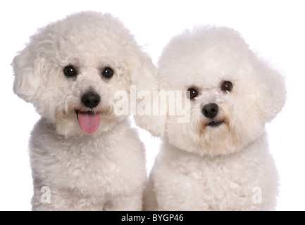 Deux chiens Bichon Frise portrait studio Banque D'Images