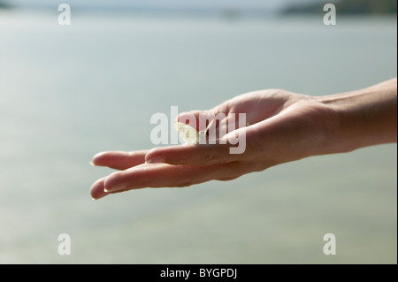 Womans hand holding butterfly Banque D'Images