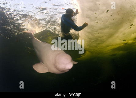 Freediver nager avec les bélugas, baleines blanches (Delphinapterus leucas) sous la glace Banque D'Images