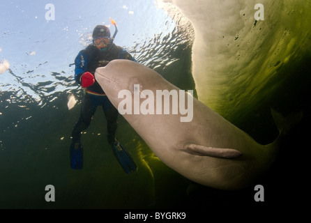 Freediver nager avec les bélugas, baleines blanches (Delphinapterus leucas) sous la glace Banque D'Images