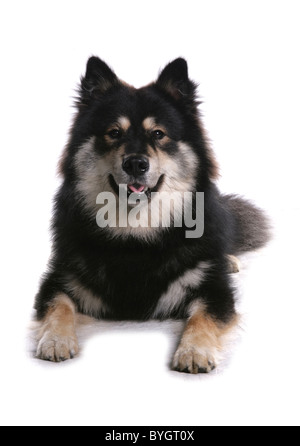 Finnish Lapphund chien seule femelle adulte pose studio Banque D'Images