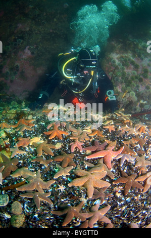 Plongeur mâle regardez sur groupe d'étoiles de mer (Asterias rubens rouge) Banque D'Images