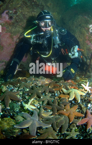 Plongeur mâle regardez sur groupe d'étoiles de mer (Asterias rubens rouge) Banque D'Images