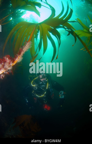 Plongeur mâle regardez sur l'algue Laminaria, kale Laminaire (Laminaria hyperborea) Banque D'Images