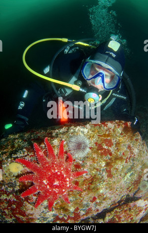 Plongeur mâle regardez sur starfish crossaster papposus sunstar (commune) Banque D'Images