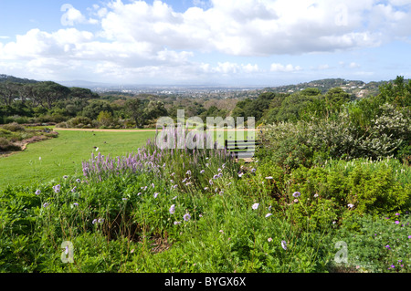 Jardins botaniques de Kirstenbosch, Cape Town, Afrique du Sud Banque D'Images