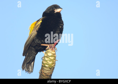 Yellowrumped Euplectes capensis (veuve) Banque D'Images