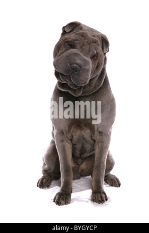 Shar Pei chien assis studio Banque D'Images