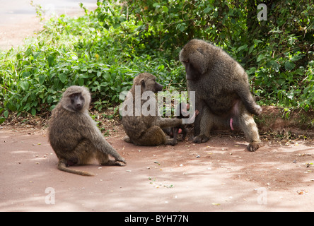 Famille de babouins, nord-est de la Tanzanie, l'Afrique Banque D'Images