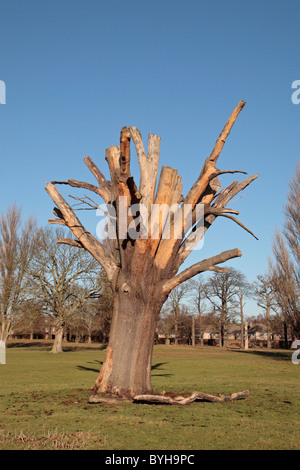 Arbre élagué à fond dans Bushy Park Royal (Parcs), à l'ouest de Londres, Royaume-Uni. Banque D'Images