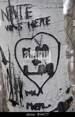 Un coeur sculpté par lovers sur un arbre tremble Banque D'Images