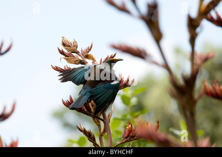 La TUI est une nouvelle Zélande alimentation méliphage Tui Der nectar souvent sur un Honigfresser-Vogel Münz-schubladenelement dans Banque D'Images