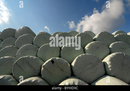 Balles de foin ensilage enveloppés en plastique empilés sur des terres agricoles de Northumberland, England, UK Banque D'Images