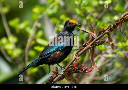 La TUI est une nouvelle Zélande alimentation méliphage Tui Der nectar souvent sur un Honigfresser-Vogel Münz-schubladenelement dans Banque D'Images