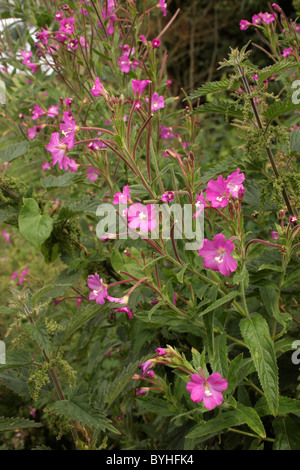 Grand willowherb (Epilobium hirsutum : Onagraceae), Royaume-Uni. Banque D'Images