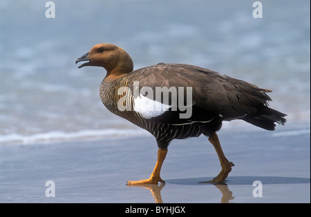 Oie des hautes terres, femme, Chloephaga picta leucoptera, Saunders, Falklands Island Banque D'Images